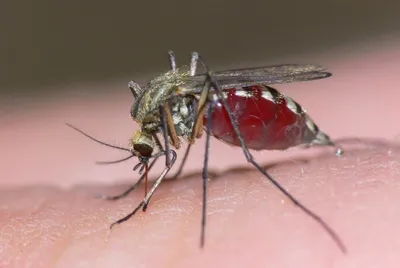Фотографии яиц комаров: природное искусство в объективе