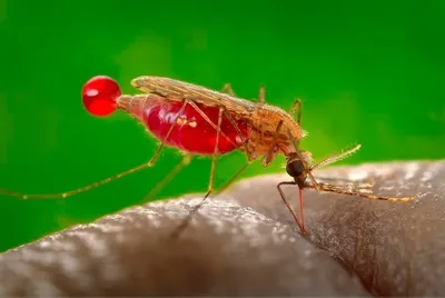 Яйца комаров: загадочные объекты на снимках