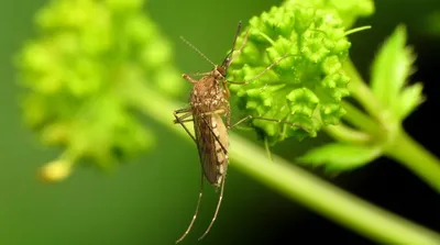 Фотоальбом яиц комаров: мир насекомых в деталях