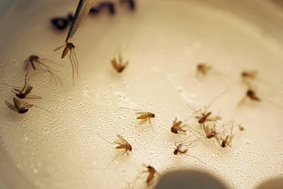 Фотографии яиц комаров: удивительные снимки природы