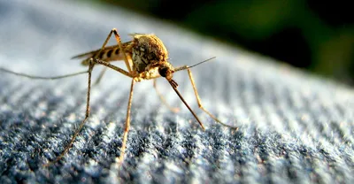 Фотографии яиц комаров: загадочные объекты природы