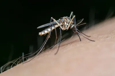 Яйца комаров: уникальные находки на фото