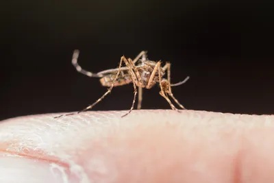Яйца комаров в объективе фотокамеры: мир насекомых в деталях
