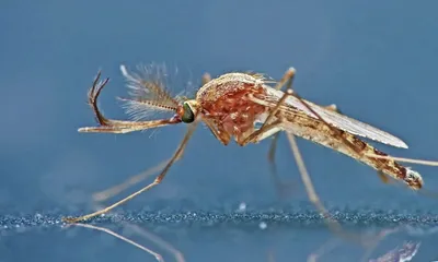 Фотоальбом яиц комаров: удивительные снимки природы