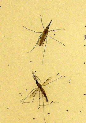 Фотографии яиц комаров: природное искусство в деталях