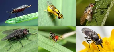 Фотографии мухи: выберите размер и формат для скачивания