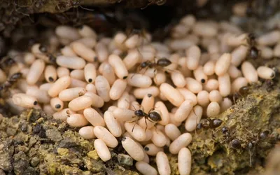 Яйца муравьев  фото