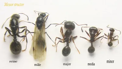 Картинки муравьев для веб-страниц и блогов