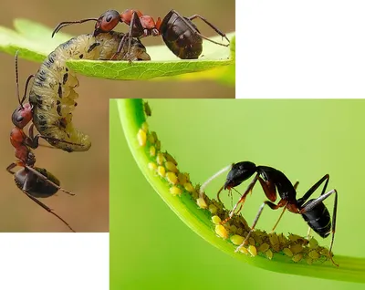 Яйца муравьев: загадочное начало жизни муравьиного мира