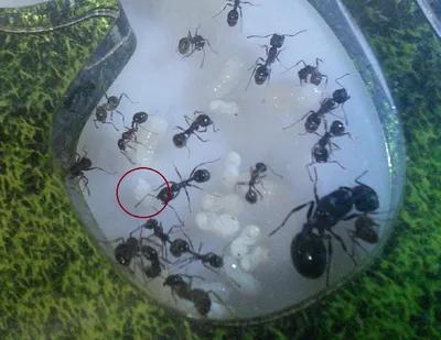 Изображения муравьев в полном разрешении