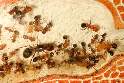Фотографии яиц муравьев: взгляд в мир маленьких трудяг