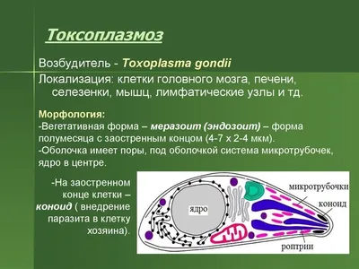 Яйца паразитов: Фотографии человеческих паразитов в формате JPG