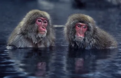 Фото обезьян: Изысканные изображения Японской макаки