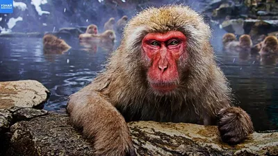 Фото с обезьянами: Японская макака в своей естественной среде