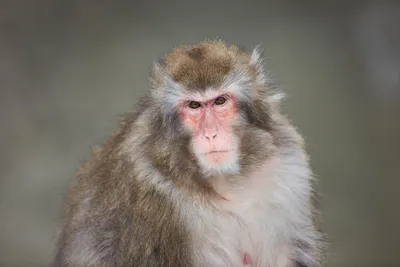 Обаятельные обезьяны: Японская макака на фотографиях