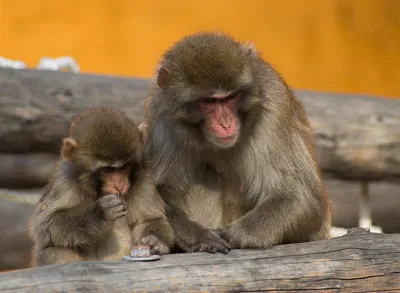 HD фотографии обезьян в природной среде