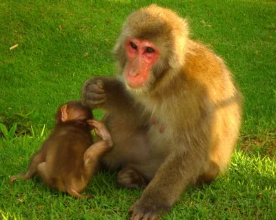 Обои на телефон с обаятельными японскими обезьянами