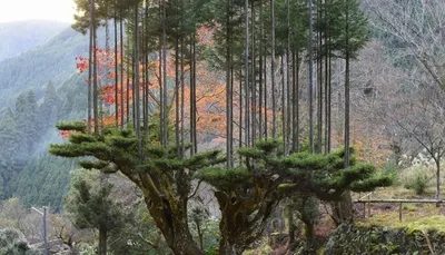 Уникальные фото японских деревьев: Бесплатно скачать в формате 4K