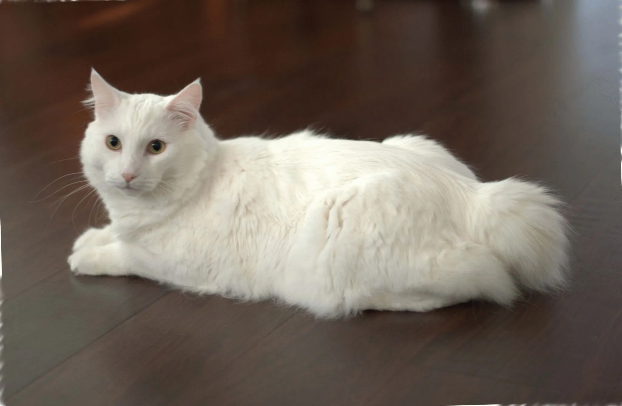 American bobtail. Бобтейл кошка белая. Американский бобтейл белый. Американский бобтейл кошки. Сноу бобтейл.