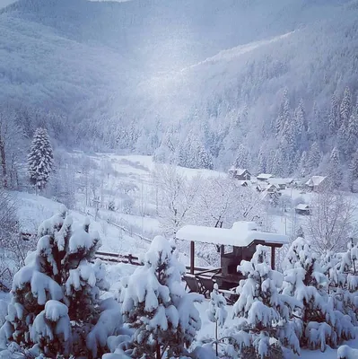 Сказочные зимние виды Яремчи: Фотографии природы