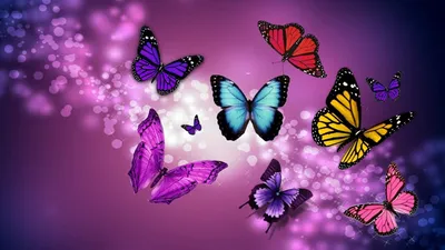 Яркие бабочки в формате WebP