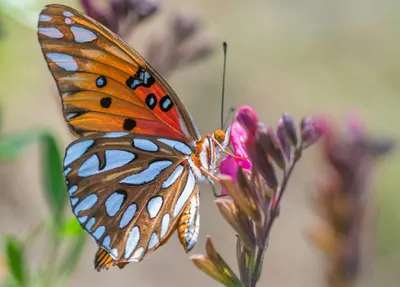 Фото, изображающие ярких бабочек