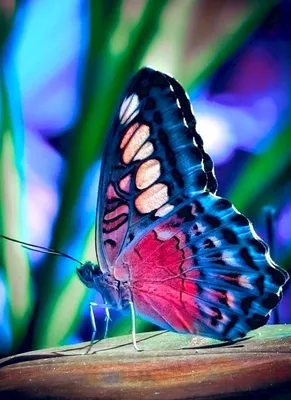 Уникальные фотографии разнообразных бабочек