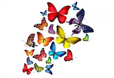Скачать впечатляющие картинки ярких бабочек