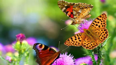 Фото, отображающие красоту бабочек