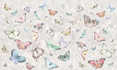 Фото бабочек разных видов и размеров
