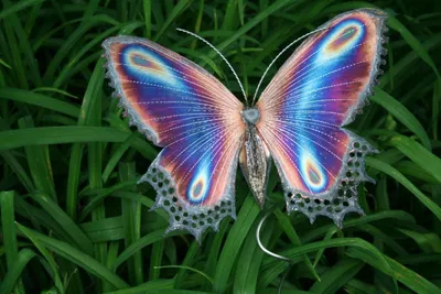 Бесплатные фото ярких бабочек на выбор