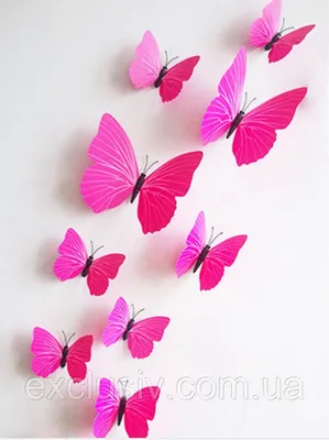 Фотографии красивых бабочек в формате JPG