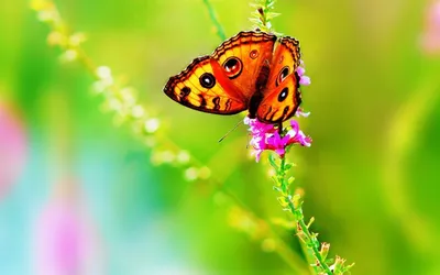 Яркие бабочки на впечатляющих фотографиях