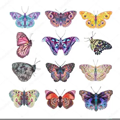 Фотографии восхитительных бабочек