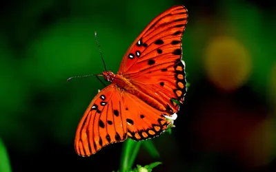 Яркие изображения разнообразных бабочек