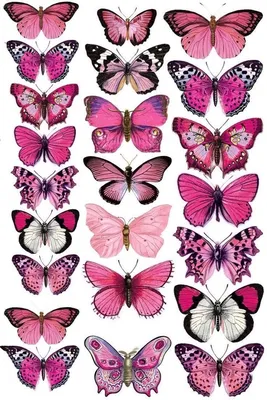 Фото красивых бабочек в формате PNG
