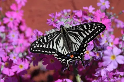 Фото красивых бабочек в формате JPG, PNG, WebP