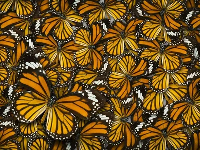 Уникальные фотографии разнообразных бабочек для загрузки