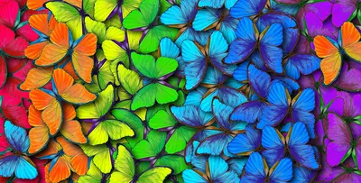 Фото красивых бабочек в формате PNG