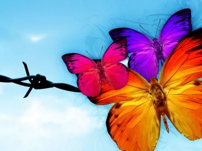 Бесплатные фото ярких бабочек в разных форматах