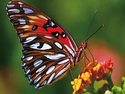 Удивительные фотографии красивых бабочек всех видов