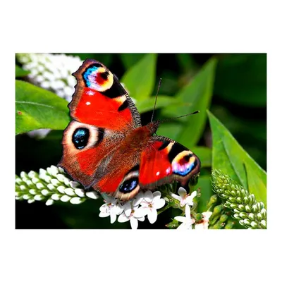 Фото красивых бабочек в разной форме и размере
