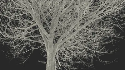 Белоснежная красота: Ясень на фотографии в WebP