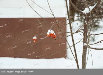 Зимний лес в одном клике: Фото Ясеня в вашем формате