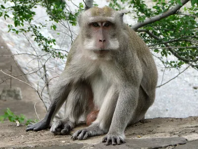Фотографии обезьян Явы: выбирайте размер и формат для скачивания!
