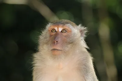 Игривые моменты обезьяньей жизни: Яванская макака в объективе