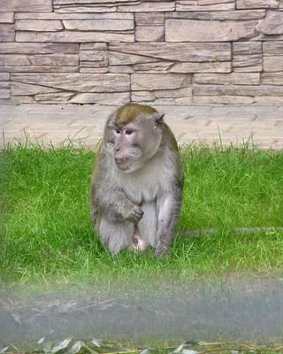 Фотографии Яванской макаки: Погружение в мир обезьян