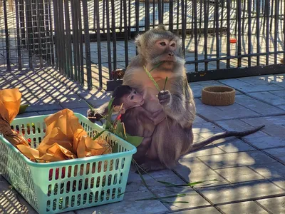 Яванская макака в объективе: Загадочные черты обезьяньей жизни