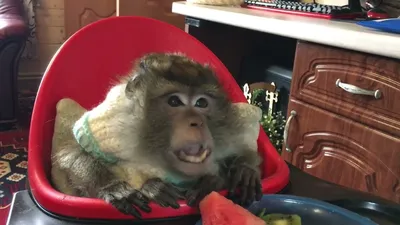 Яванская макака на фото: Эксклюзивные кадры из мира обезьян
