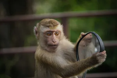 Фотографии обезьян: Пленительная Яванская макака в фокусе